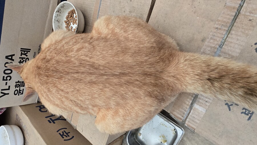 일터에 밥 먹으러 오는 고양이 3_2.jpg