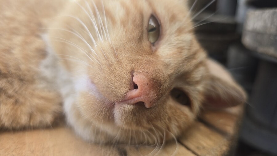 일터에 밥 먹으러 오는 고양이 3_5.jpg