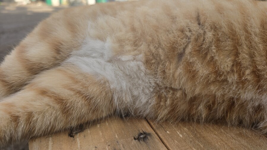 일터에 밥 먹으러 오는 고양이 3_6.jpg