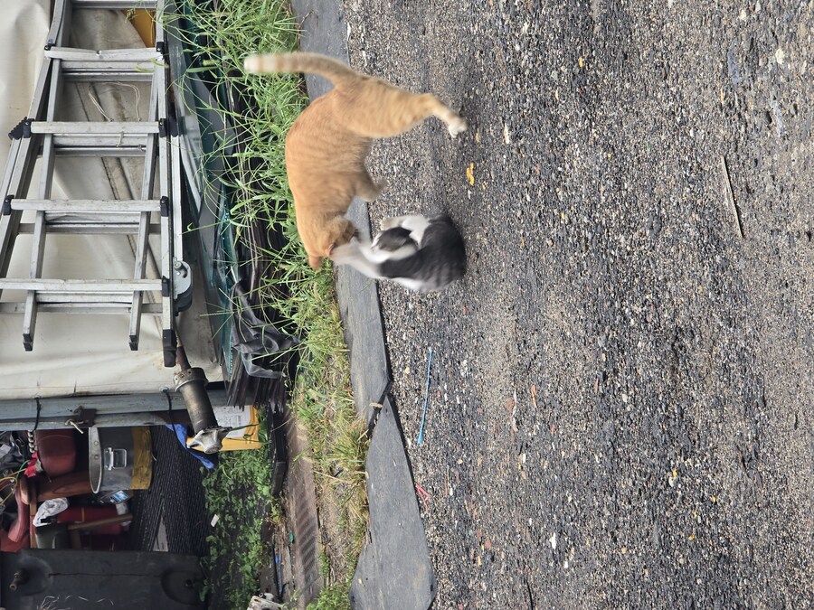 일터에 밥 먹으러 오는 고양이 3_7.jpg