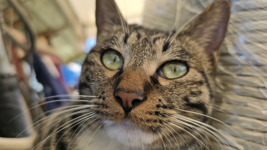 일터에 밥 먹으러 오는 고양이 3_9.jpg