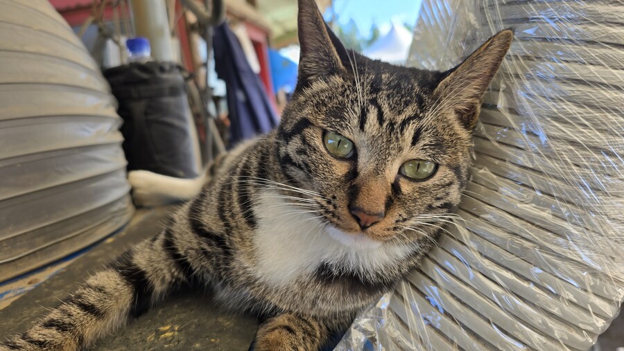 일터에 밥 먹으러 오는 고양이 3_10.jpg