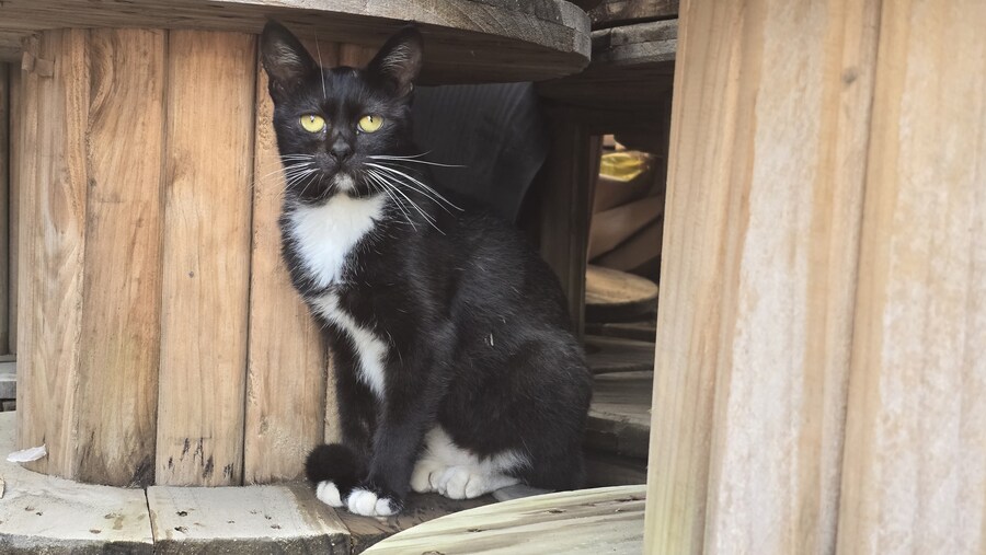 일터에 밥 먹으러 오는 고양이 3_11.jpg