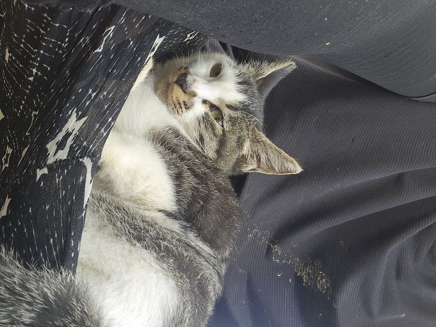 일터에 밥 먹으러 오는 고양이 3_17.jpg