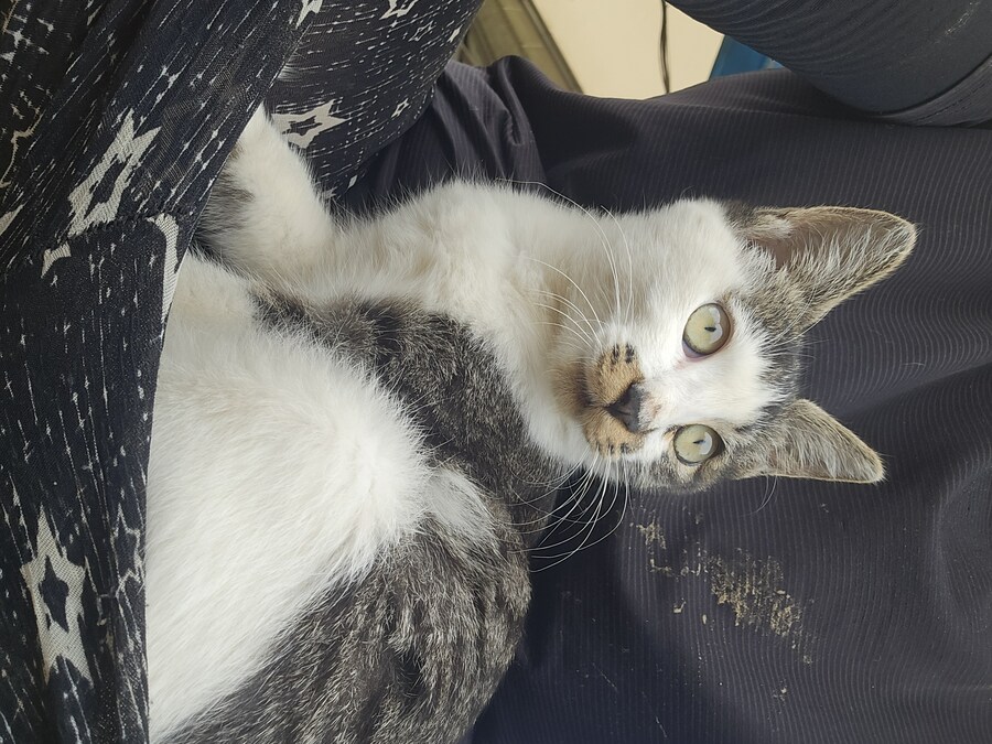 일터에 밥 먹으러 오는 고양이 3_18.jpg