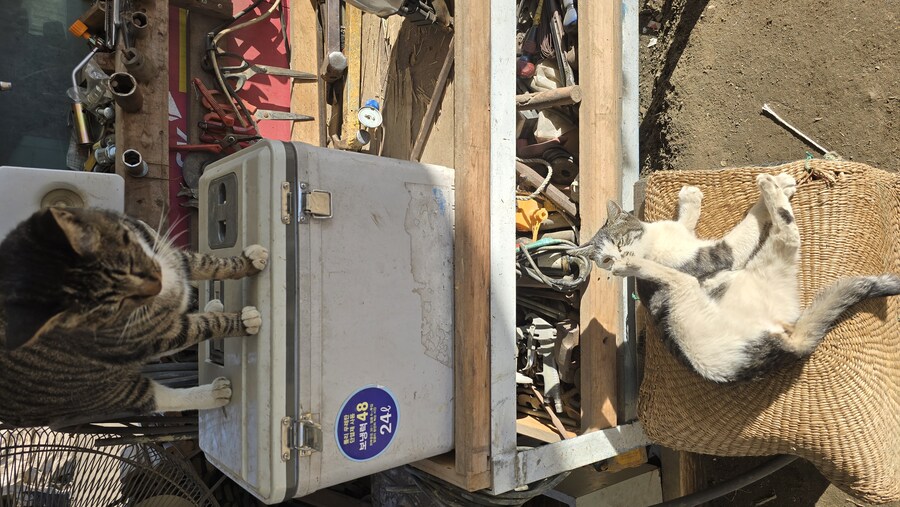 일터에 밥 먹으러 오는 고양이 3_21.jpg