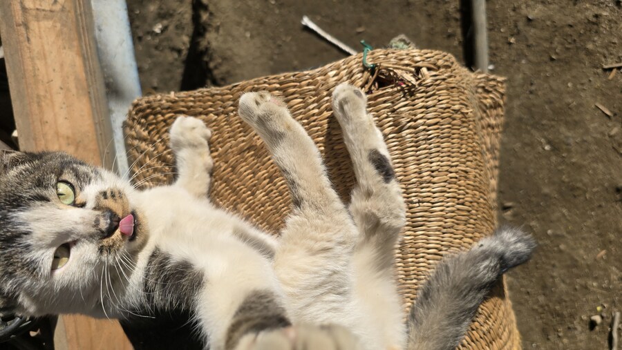 일터에 밥 먹으러 오는 고양이 3_22.jpg