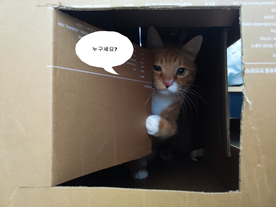 박스로 고양이 집을 확장해주고 집들이 갔습니다._2.jpg