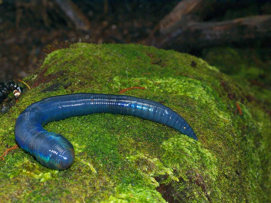 약혐) 다들 그러지들 말고 퍼런 지렁이나 보자_1.jpg