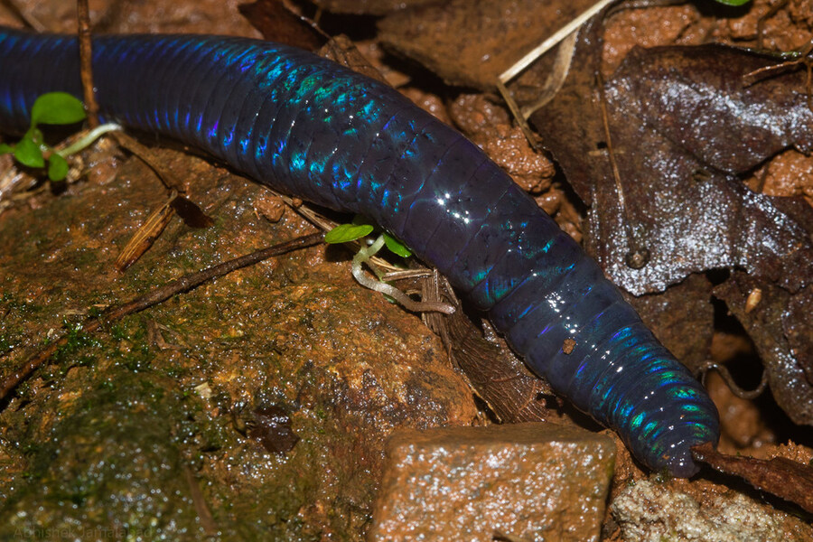 약혐) 다들 그러지들 말고 퍼런 지렁이나 보자_2.jpg