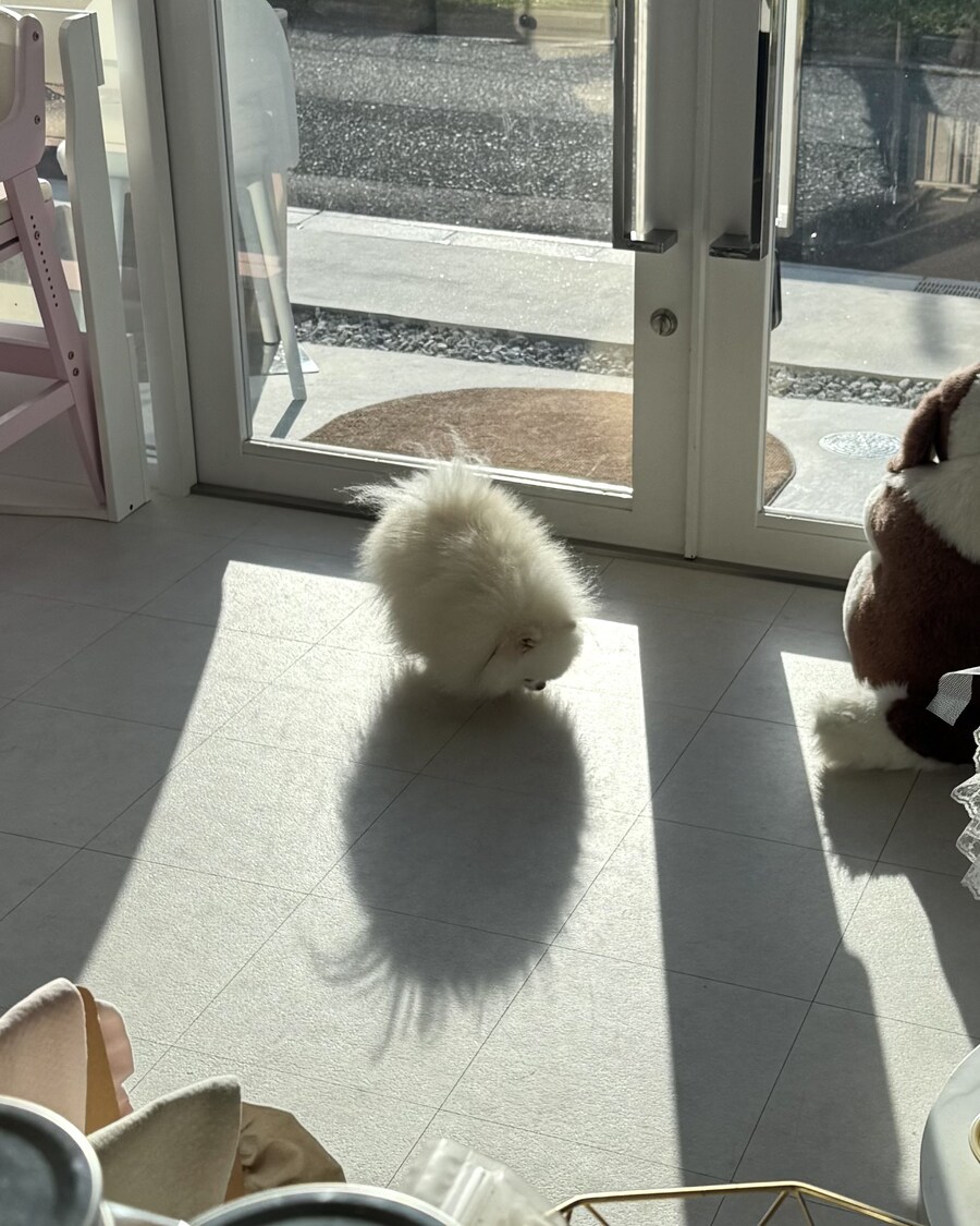 그림자까지 귀여운 멍멍이.jpg_1.jpg