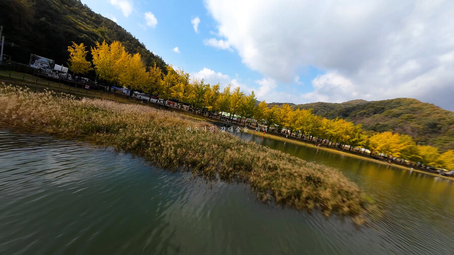 [실시간 단풍] 11월 2일 문광저수지, 은행나무 황금빛 절정 바로 직전!_4.jpg