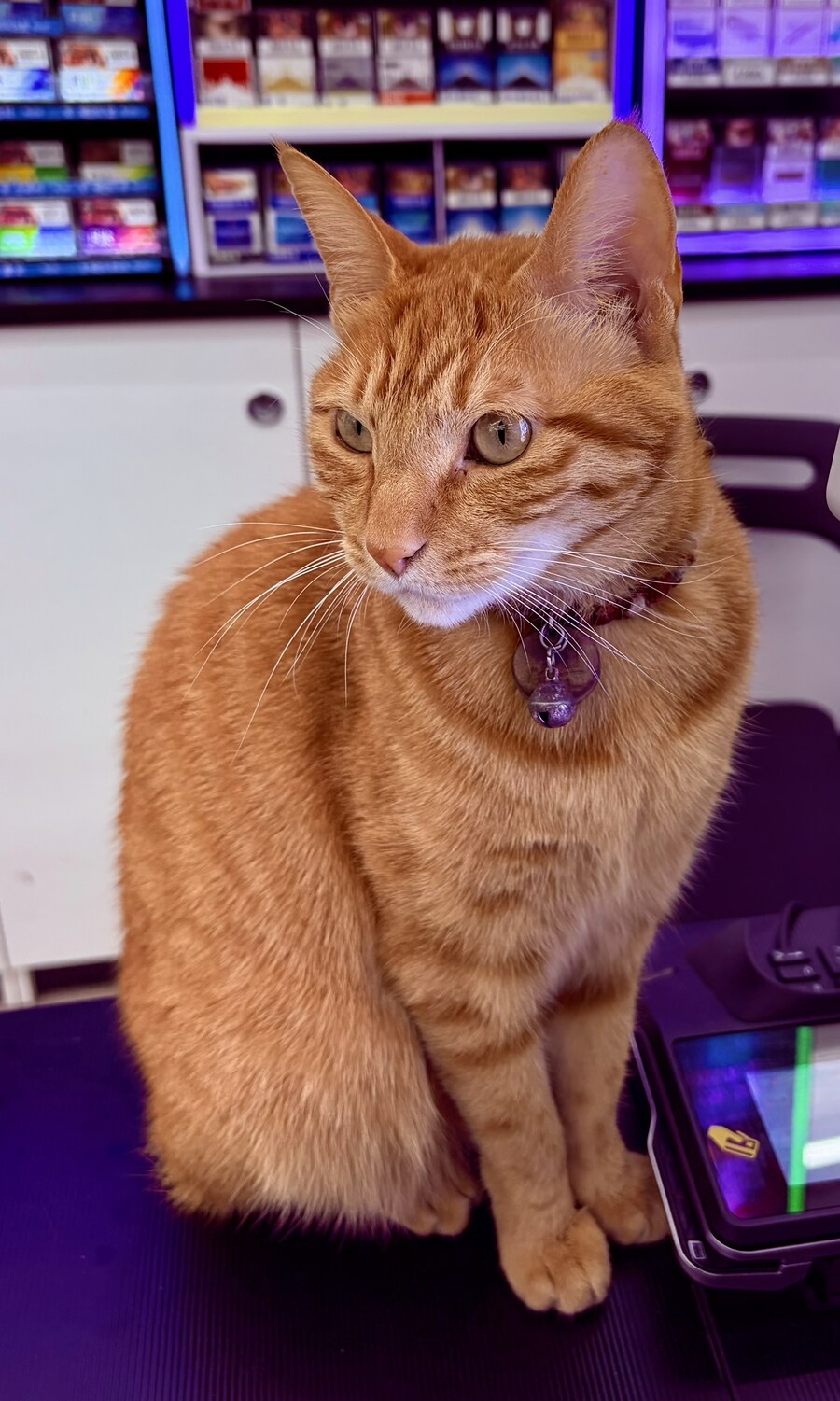 편의점 점장냥_1.jpg