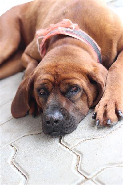 옛날 아재들이 들개들을 쫓아낸 방법.jpg_1.jpg