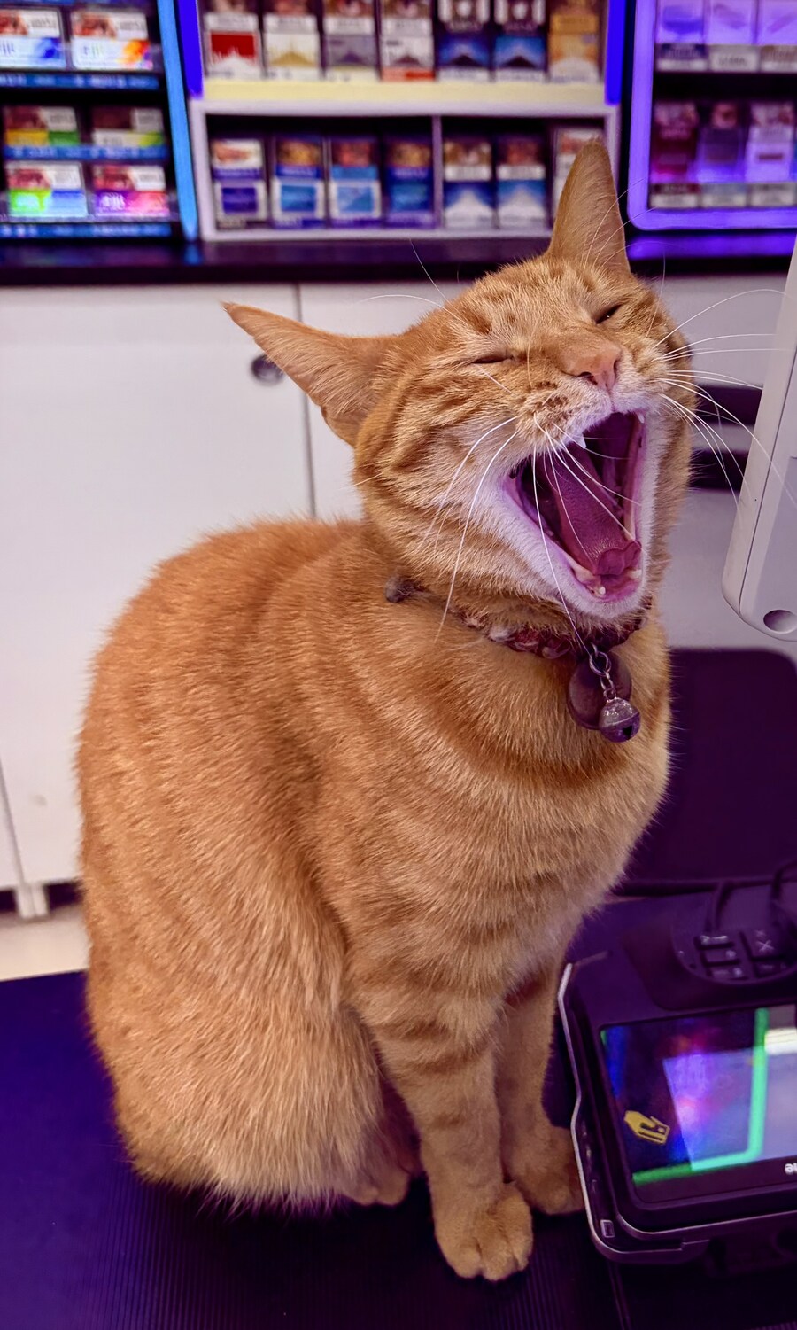 편의점 점장냥_2.jpg