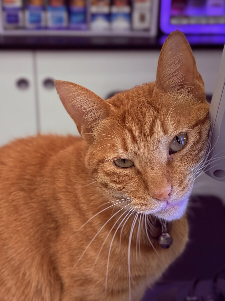 편의점 점장냥_3.jpg