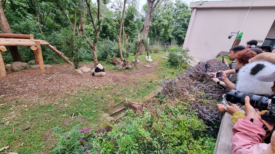 성도(청두)에서 팬더보고 왔습니다._16.jpg