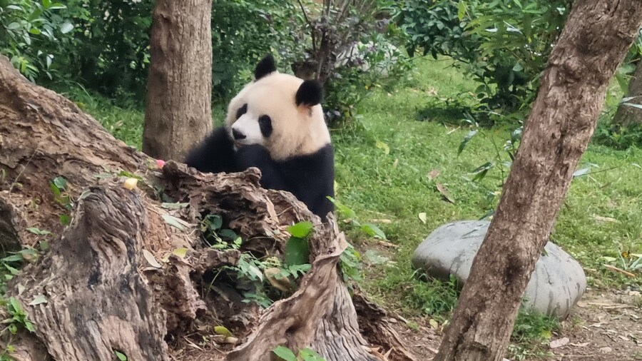 성도(청두)에서 팬더보고 왔습니다._20.jpg