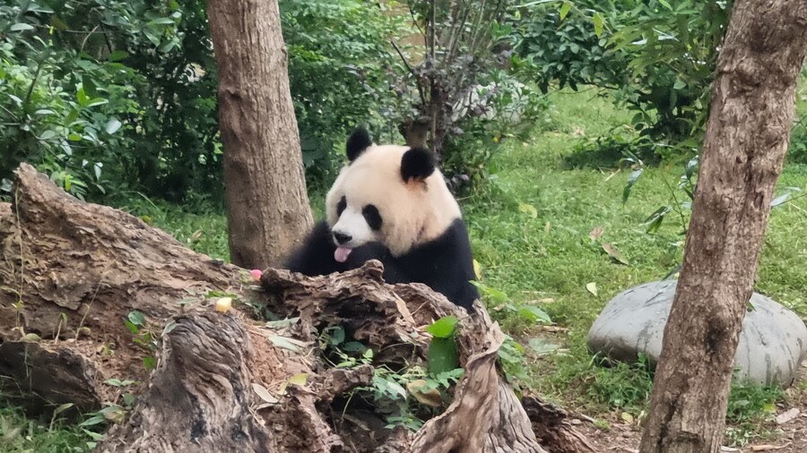 성도(청두)에서 팬더보고 왔습니다._21.jpg