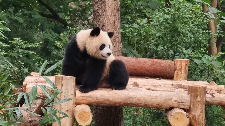 성도(청두)에서 팬더보고 왔습니다._22.jpg