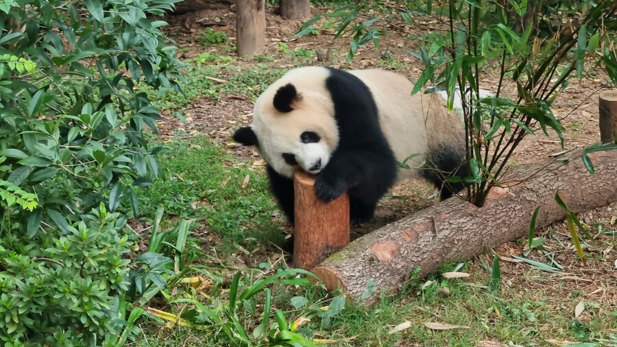 성도(청두)에서 팬더보고 왔습니다._24.jpg