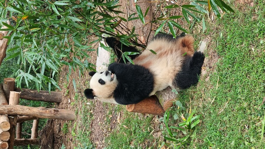 성도(청두)에서 팬더보고 왔습니다._27.jpg