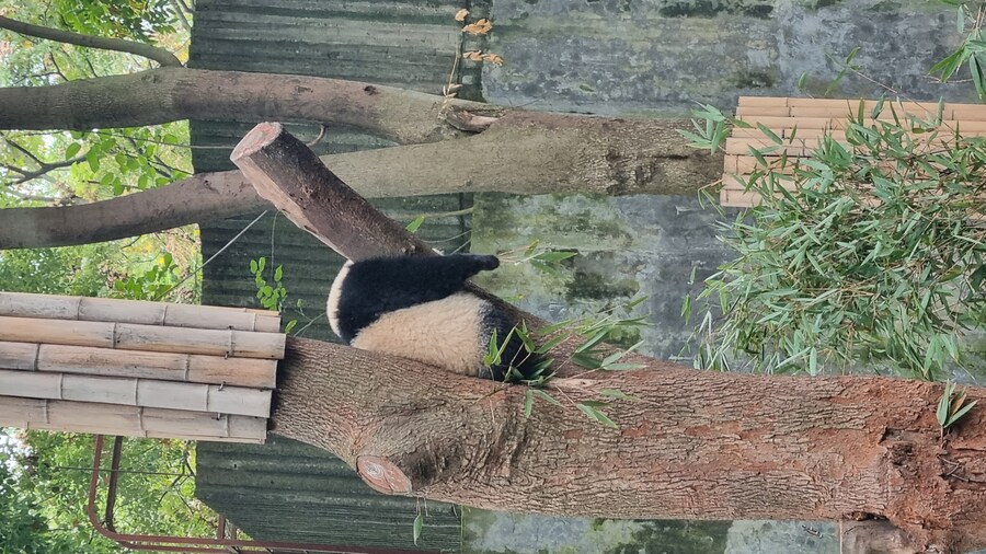 성도(청두)에서 팬더보고 왔습니다._31.jpg