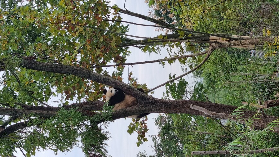 성도(청두)에서 팬더보고 왔습니다._34.jpg