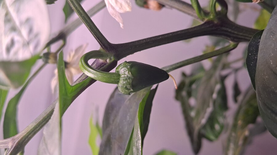 페페론치노 빨간약 먹었다_2.jpg