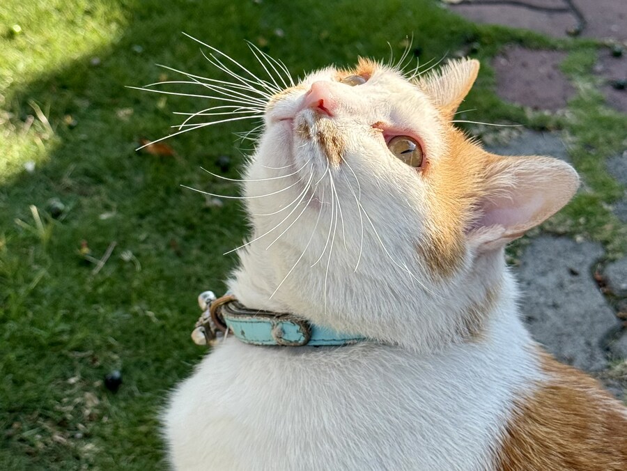 길을 걷다 만나는 작은 친구들_2.jpg