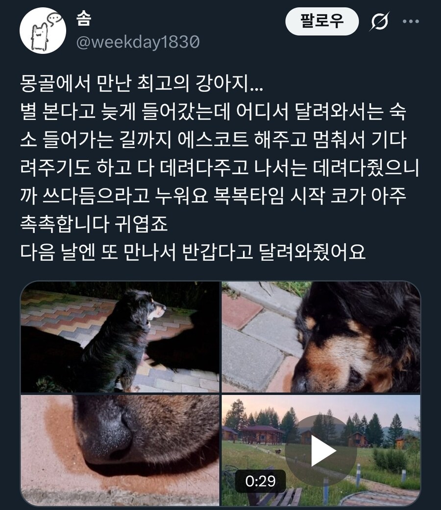 몽골에서 방카르(목양견) 새로 입양하는 방법_4.jpg