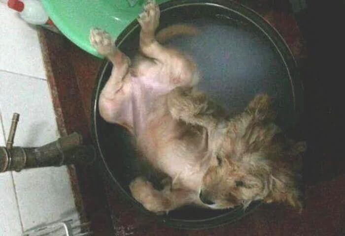 강아지를 싫어하는 아내가 남편한테 보낸 문자_2.jpg