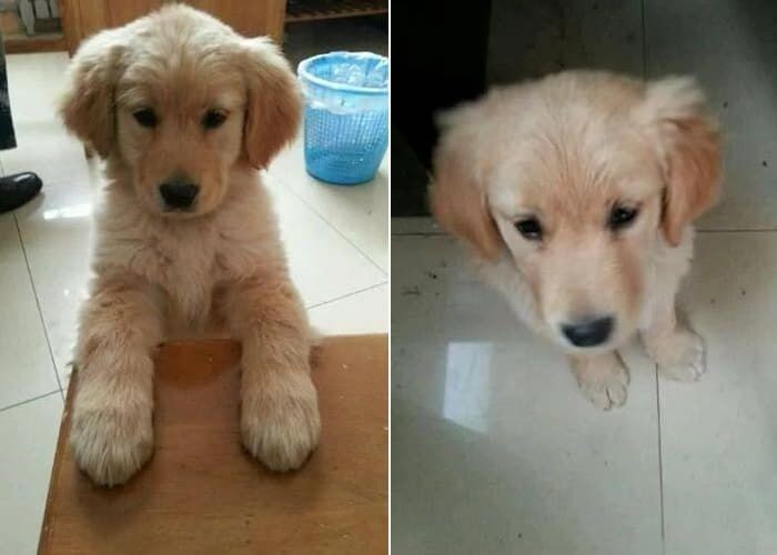 강아지를 싫어하는 아내가 남편한테 보낸 문자_3.jpg