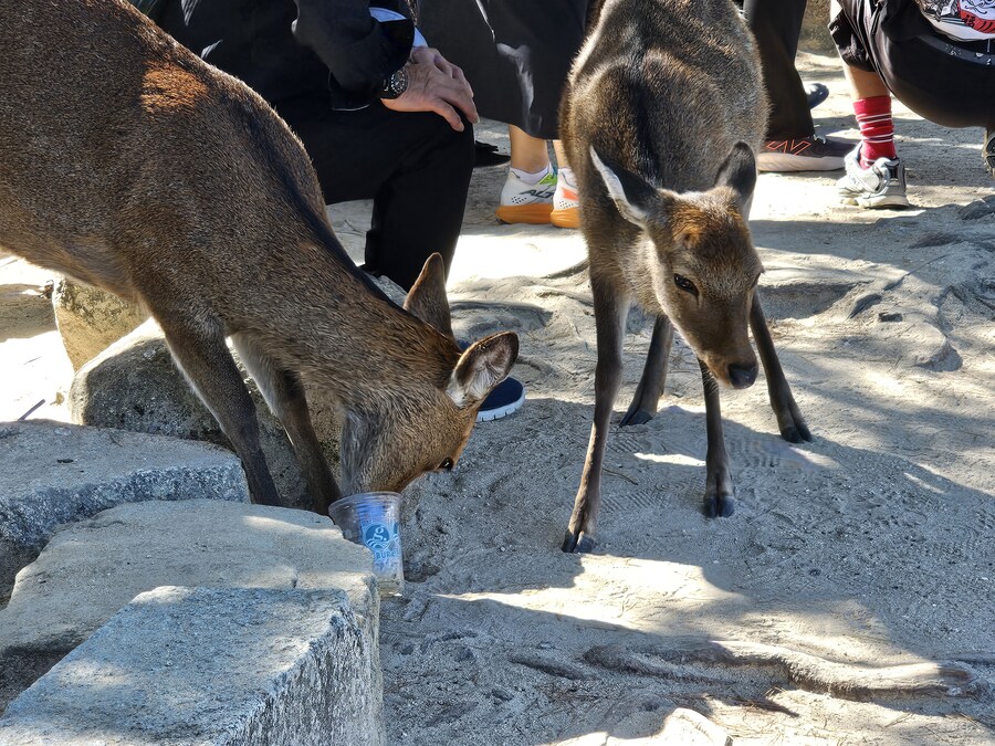 만성소화불량자의 8박9일 히로시마 여행 2일차 (미야지마)_19.jpg
