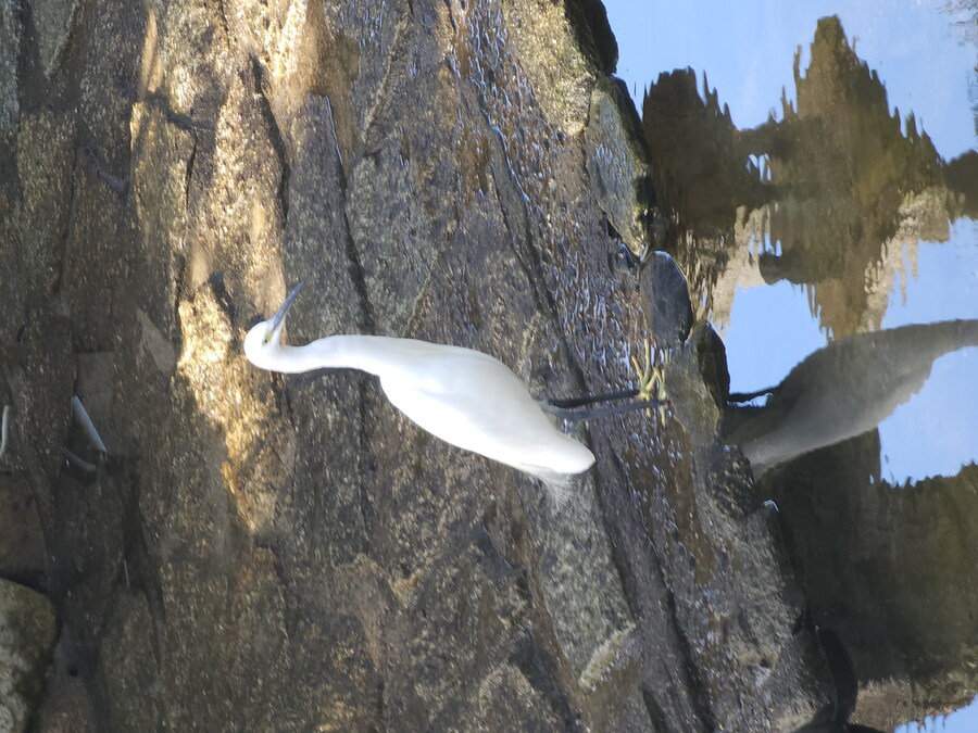 만성소화불량자의 8박9일 히로시마 여행 2일차 (미야지마)_49.jpg