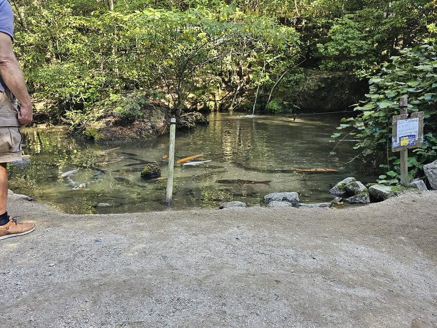 만성소화불량자의 8박9일 히로시마 여행 2일차 (미야지마)_67.jpg