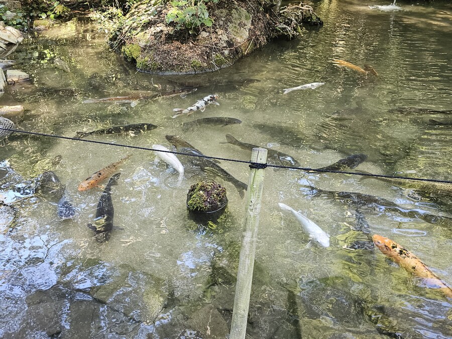 만성소화불량자의 8박9일 히로시마 여행 2일차 (미야지마)_70.jpg