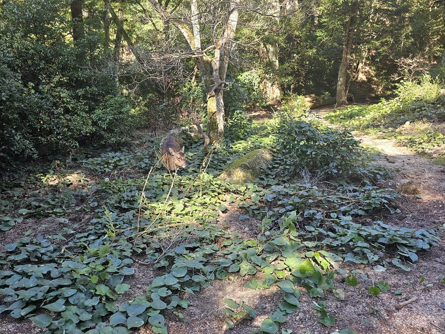 만성소화불량자의 8박9일 히로시마 여행 2일차 (미야지마)_71.jpg