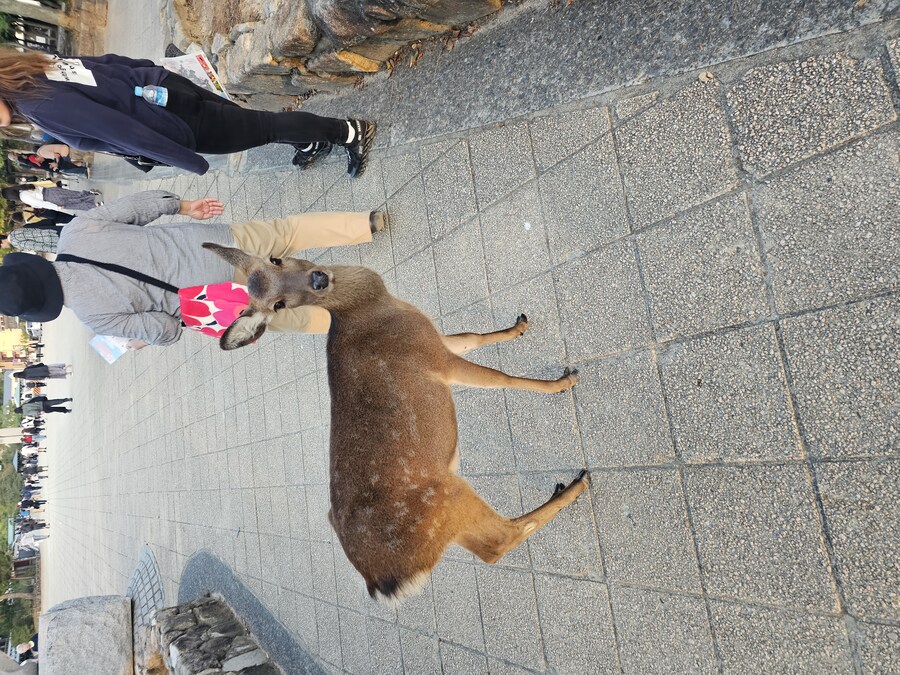 만성소화불량자의 8박9일 히로시마 여행 2일차 (미야지마)_111.jpg