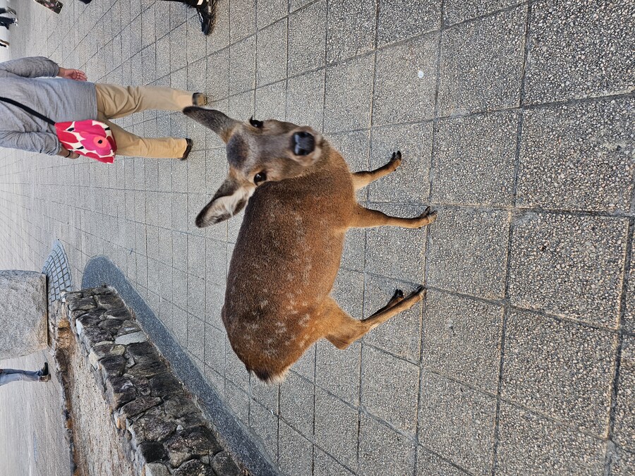 만성소화불량자의 8박9일 히로시마 여행 2일차 (미야지마)_112.jpg