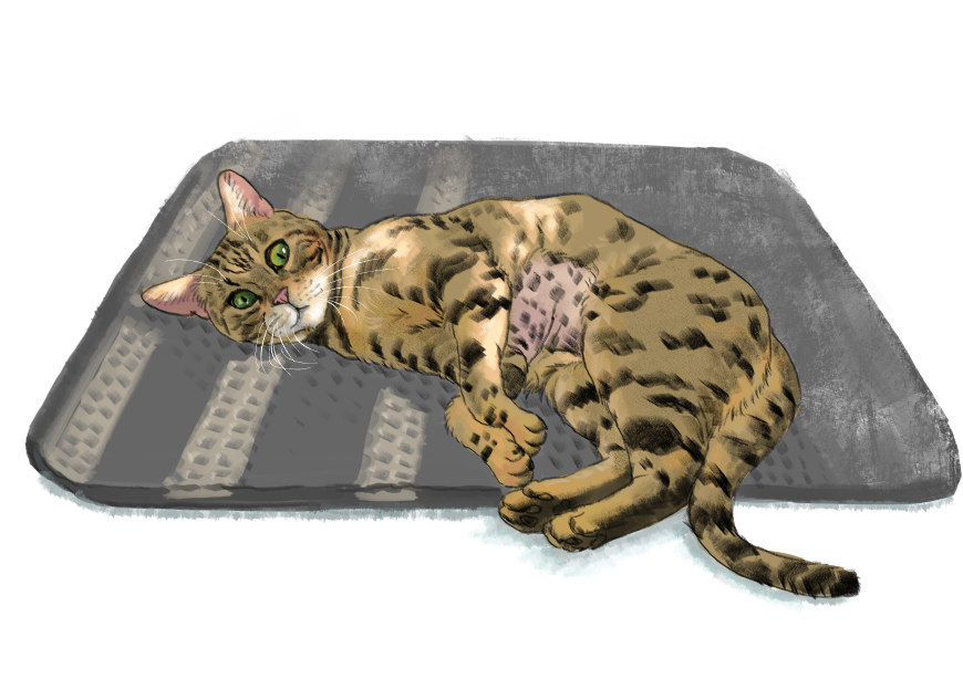 남의집 고양이 보고가이소_1.png