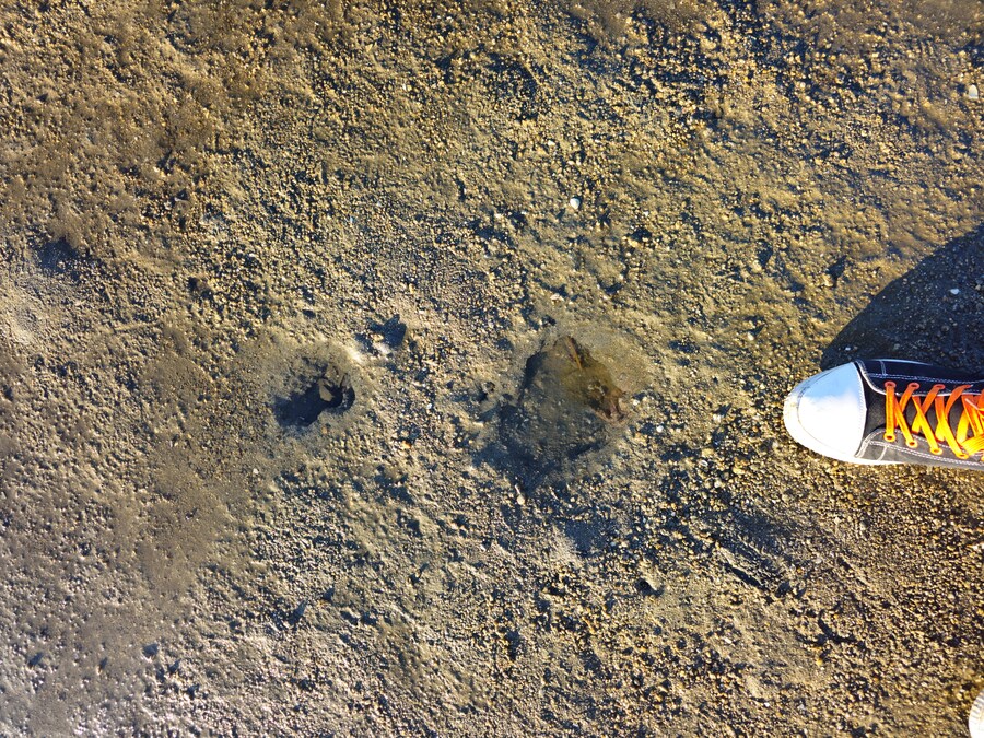 만성소화불량자의 8박9일 히로시마 여행 2일차 (미야지마)_1.jpg