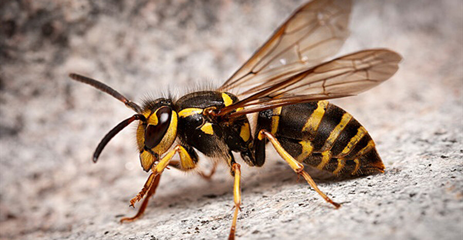 곰 대책 세우던 일본 초등학교 대참사_4.jpg