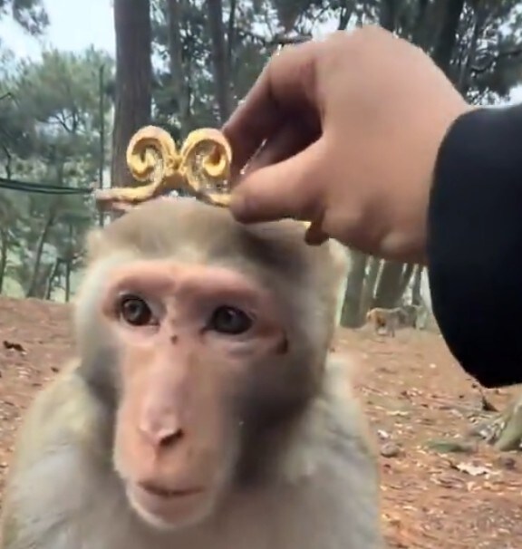 서양인: 와우! 그거 왕관인가요?_1.jpg