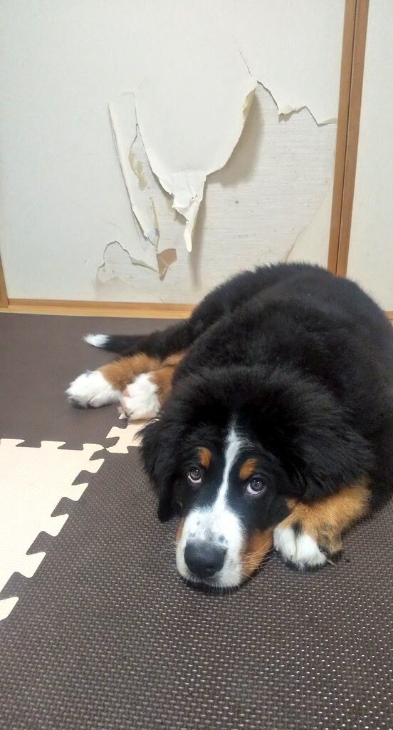 멍멍이 그표정.jpg_1.jpg