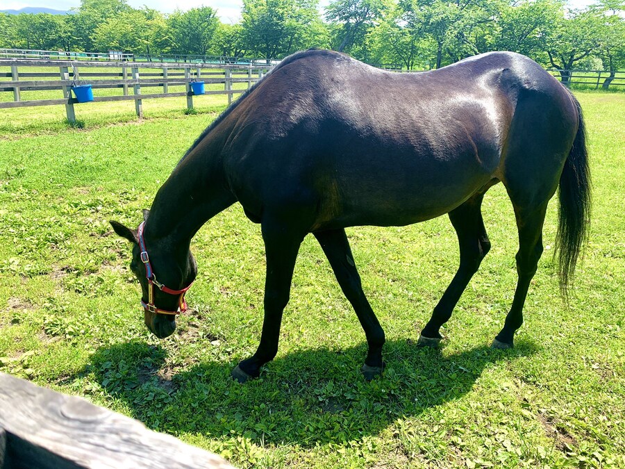 경마) 위닝 티켓을 만나러 갔었던 말딸의 BNW 성우들_2.jpg