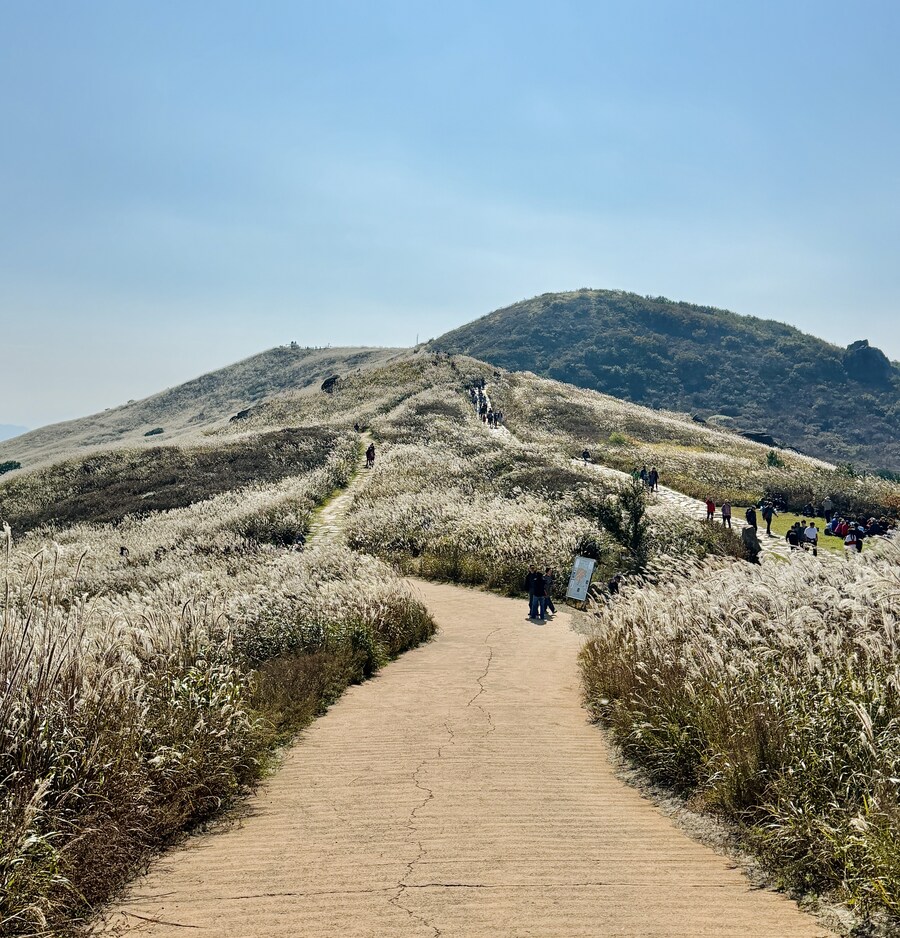 황매산 억새축제_2.jpg