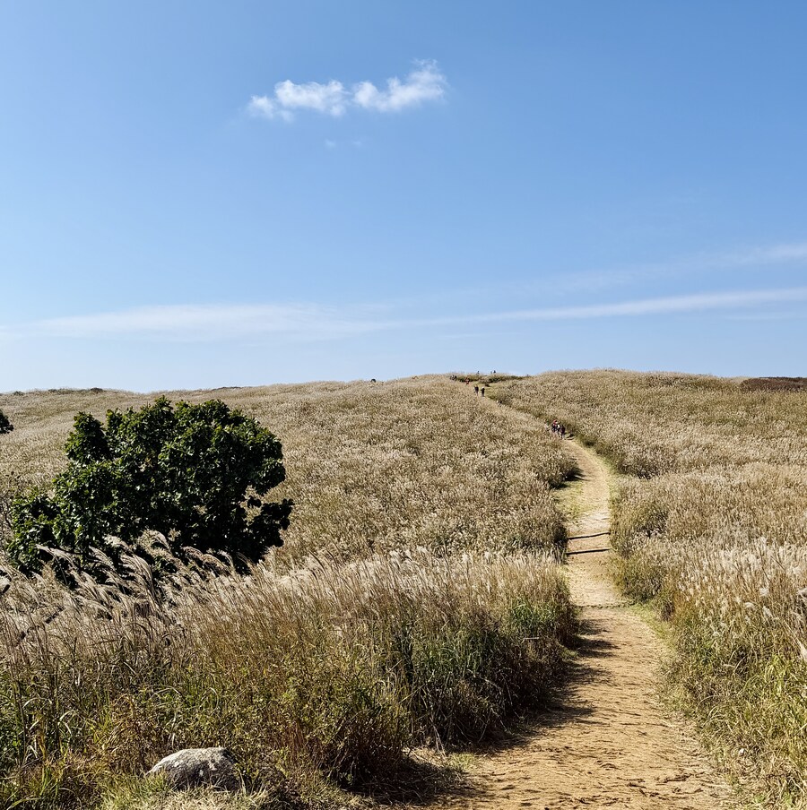 황매산 억새축제_7.jpg