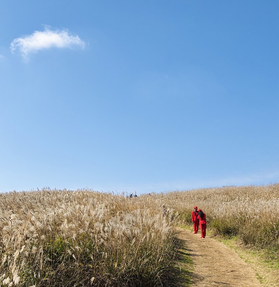 황매산 억새축제_8.jpg