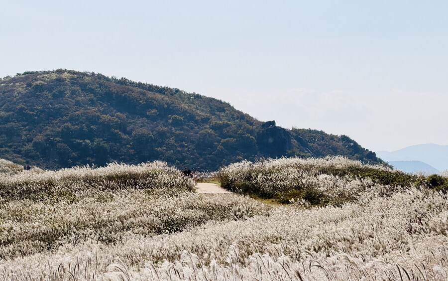 황매산 억새축제_11.jpg